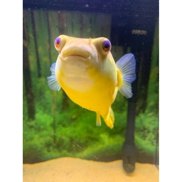 荣郁 斑马狗头非洲进口鱼热带鱼观赏鱼淡水凶猛鱼苗活体包损 斑马3-4