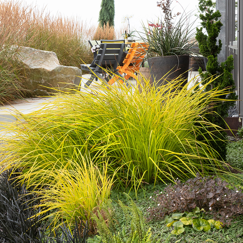观赏草金叶石菖蒲金丝苔草埃弗里斯特鼠尾草盆栽植物 蓝羊茅 120#简易