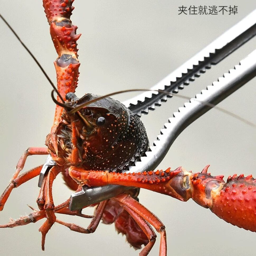 抓螃蟹神器防滑不锈钢黄鳝夹赶海工具鳝鱼夹子泥鳅钳子防脱捉龙虾