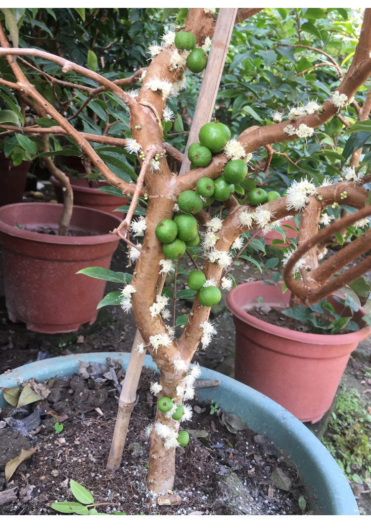 加宝果果苗树葡萄艾斯卡福冈沙巴红妃四季嘉宝果果苗大树带花带果