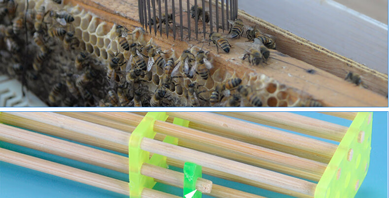 蜜蜂王笼中蜂囚王笼 塑料多功能王笼中意蜂专用 针式王笼养蜂工具