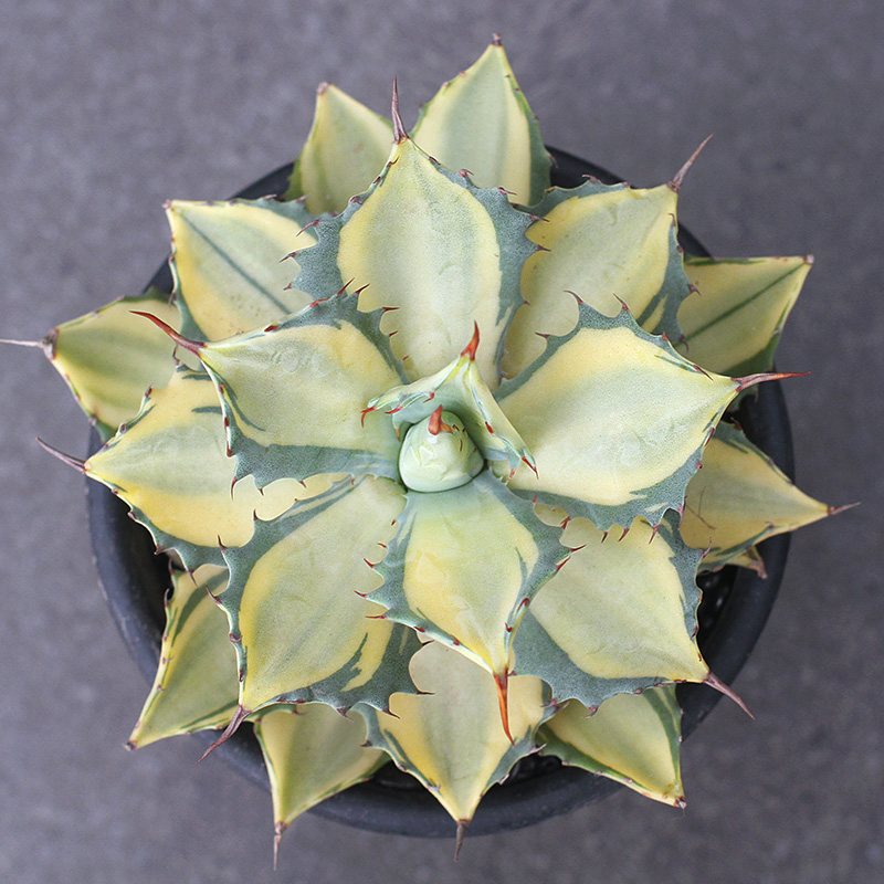 龙舌兰植物 植物员外 龙舌兰五色万代吉祥冠锦泷雷王妃雷神多肉植物