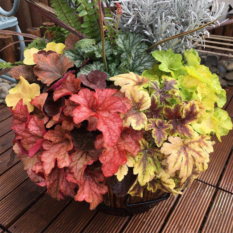 矾根盆栽绿植花卉室内外阳台庭院地栽耐热耐寒四季彩叶养不死绿植花毯