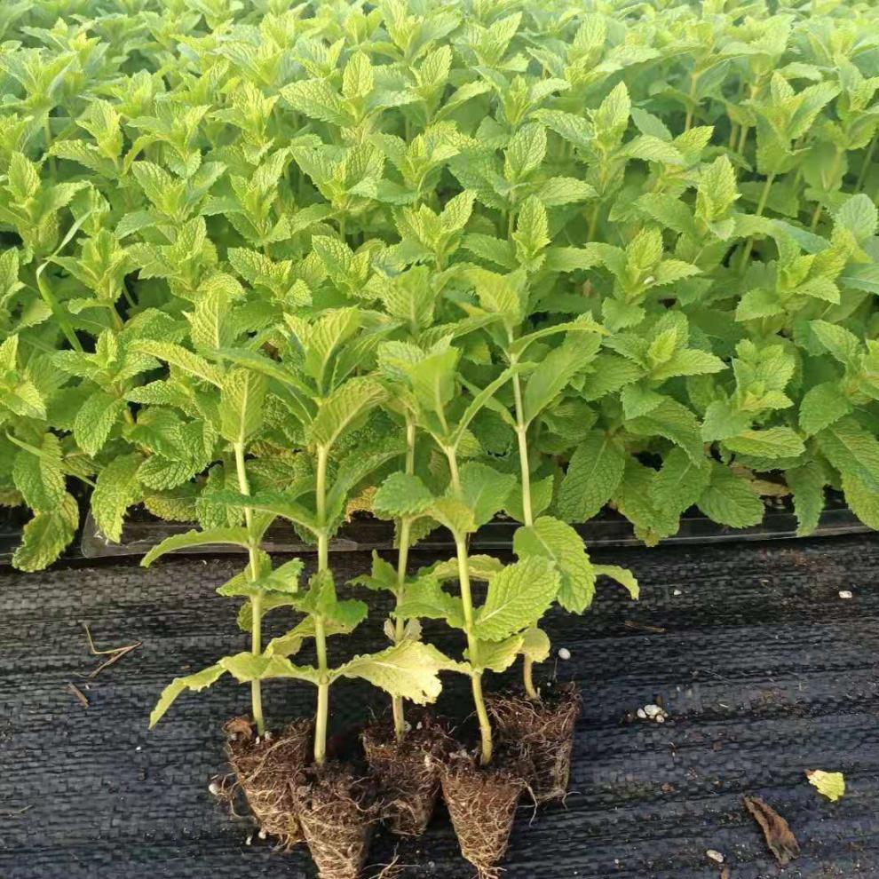 食用清凉薄荷苗盆栽野生驱蚊带泥发货净化空气庭院 土薄荷薄荷【驱蚊