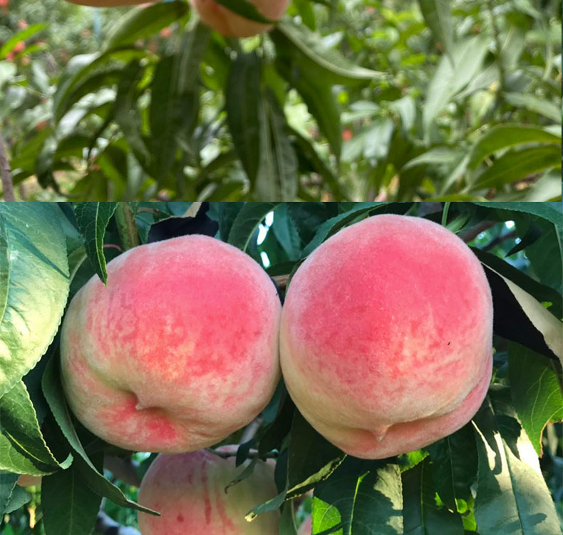 正宗北京子水果新鲜水蜜桃脆软甜绿化9号久保桃单果4两以上12枚3000g