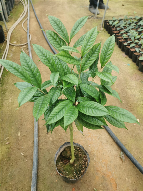 麦桑荷正宗防城金花茶毛瓣金花茶稀有名贵品种茶花盆栽树苗带花苞腊皮
