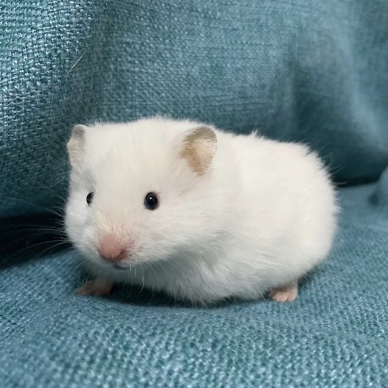 【京选】仓鼠宠物三线紫仓银狐布丁幼崽仓鼠活物奶茶老公公老婆婆仓鼠