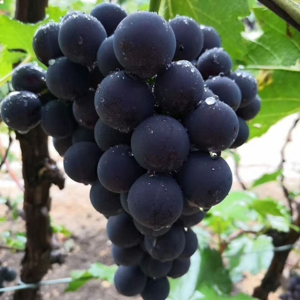 吃酸甜可口自然熟型水果孕妇级葡萄顺丰 (值装)4斤 巨峰葡萄【图片