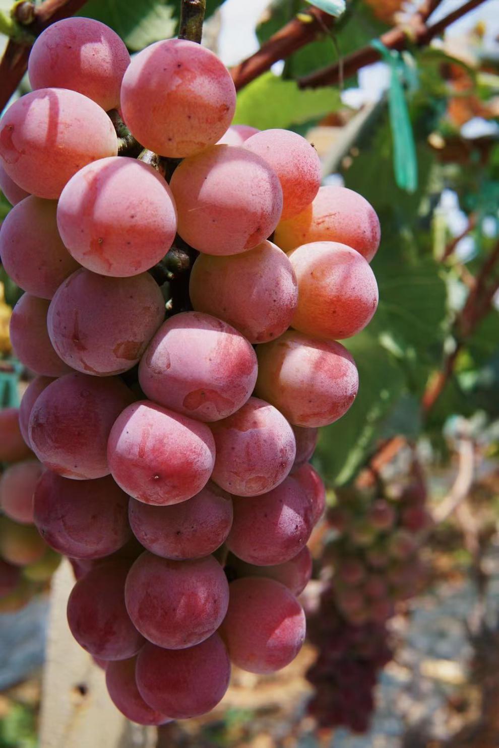 皇后葡萄新鲜女皇红提子无籽日本品种红宝石提子酒香高端水果 3斤装