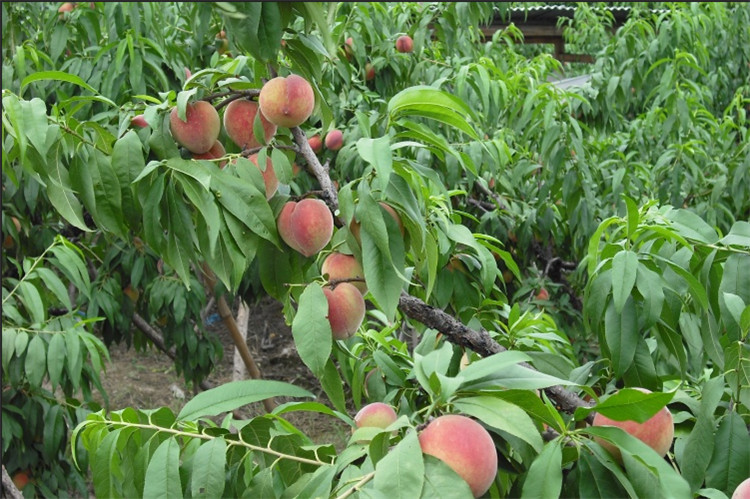 毛桃种子 毛桃树种子 毛桃核种子 桃树种子 可做嫁接果树 半斤
