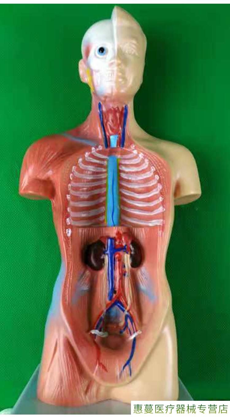 人體模型解剖心臟骨骼大腦全身結構醫學器官兒童軀幹玩具內臟拼圖 28