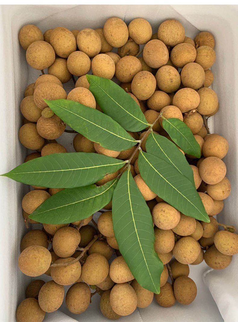 正宗高州龙眼新鲜应季水果储良石硖鲜桂圆现摘批发市场一整箱大果