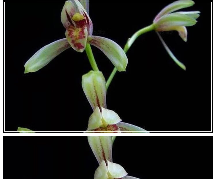 高端兰花品种 特价兰花苗 峨眉弦兰花苗建兰线艺花卉绿植盆栽室内办公