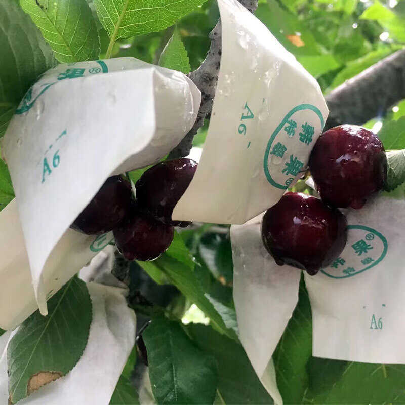 顺丰速发四川汉源车厘子正宗高山套袋黑珍珠甜蜜多汁大樱桃新鲜水果