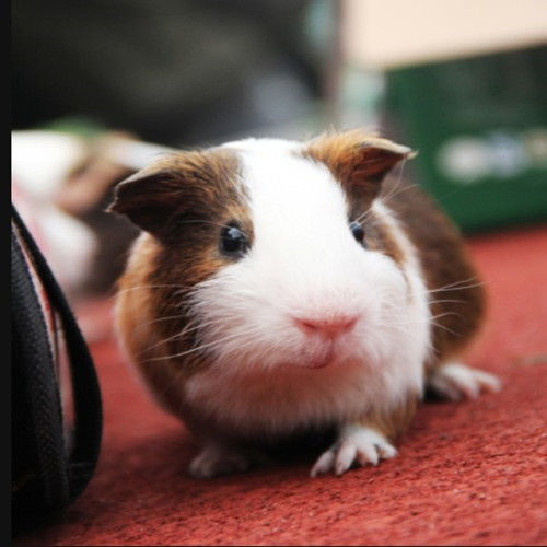 荷兰猪活体宠物豚鼠荷兰兔饲料荷兰鼠包活宠物兔活体健康送笼 黑白花1