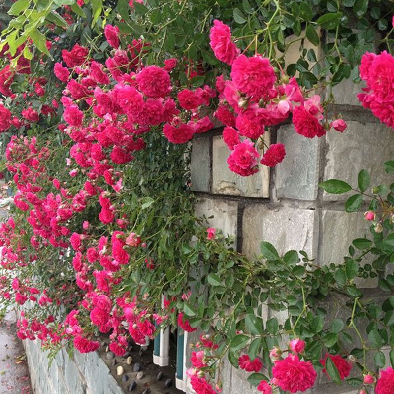 带花苞红罗莎莉无刺蔷薇月季爬藤植物庭院攀援垂吊花卉藤蔓植物盆栽
