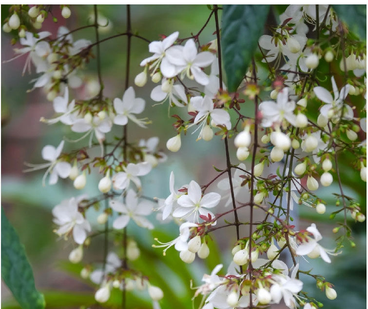 轻奢芊阙泰国垂丝茉莉进口花苗四季开花白玉蝴蝶稀有绿植花卉盆栽室内