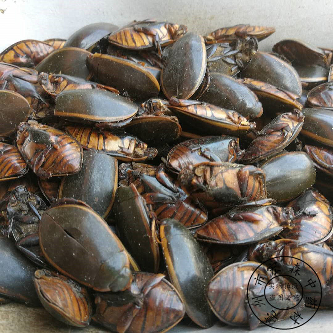 伟博金边龙虱 干品 中药材水龟子鱼鳖虫水蟑螂水甲虫 金边龙虱【250克