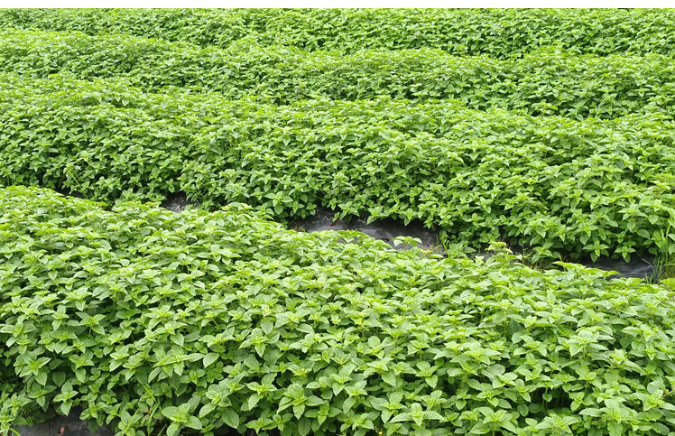 伟博福建凉粉草新鲜绿凉粉原料 新鲜仙草现摘仙人草 烧仙草仙草蜜原料