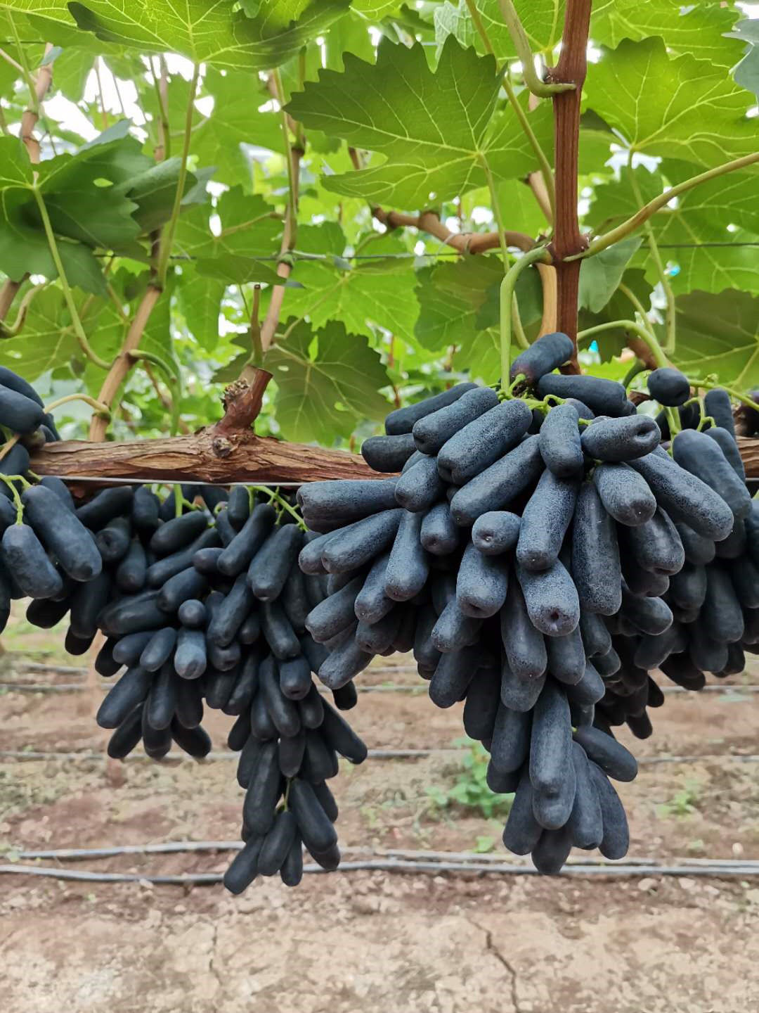 【现摘】推荐甜蜜蓝宝石葡萄美人指黑提基地直供 1000g整串精品