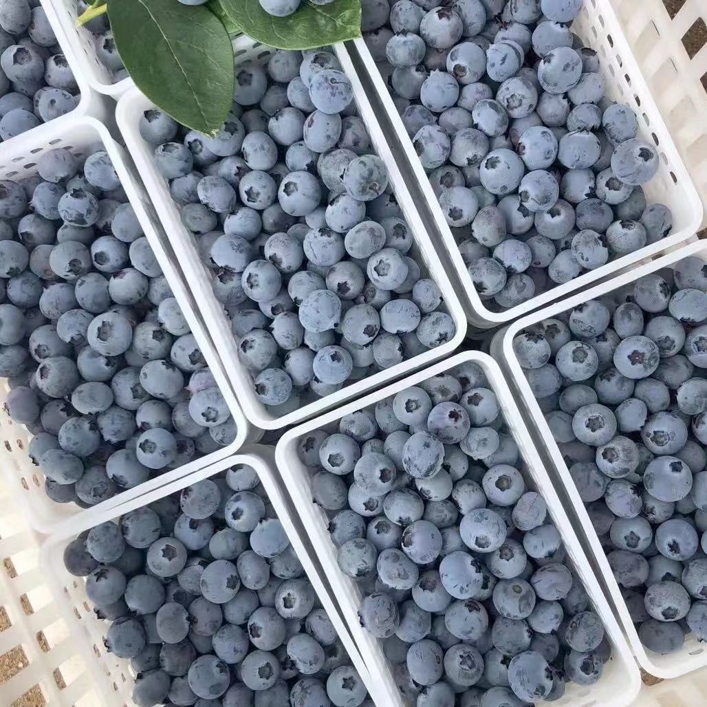 现货 新鲜蓝莓鲜果 孕妇宝宝蓝莓水果 蓝梅2/4/6盒 特选大果 2盒装
