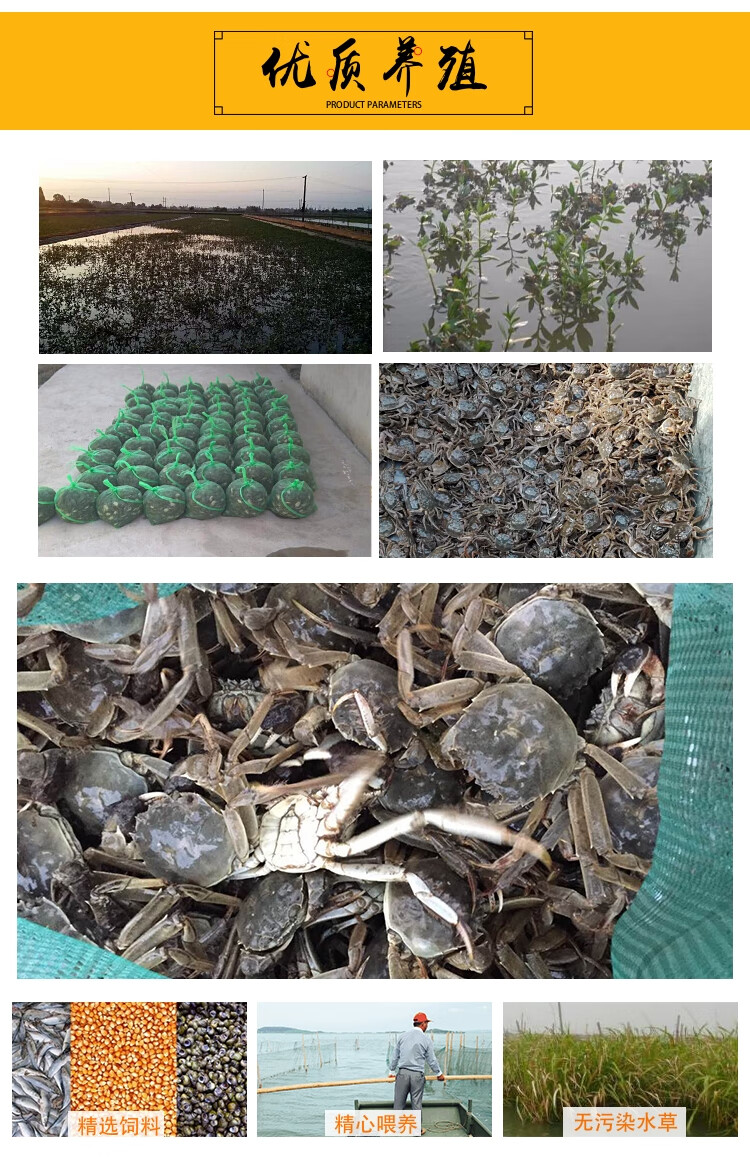 荣郁预售正宗大闸蟹幼苗鲜活水产淡水螃蟹苗扣蟹毛蟹苗河蟹苗中华绒螯