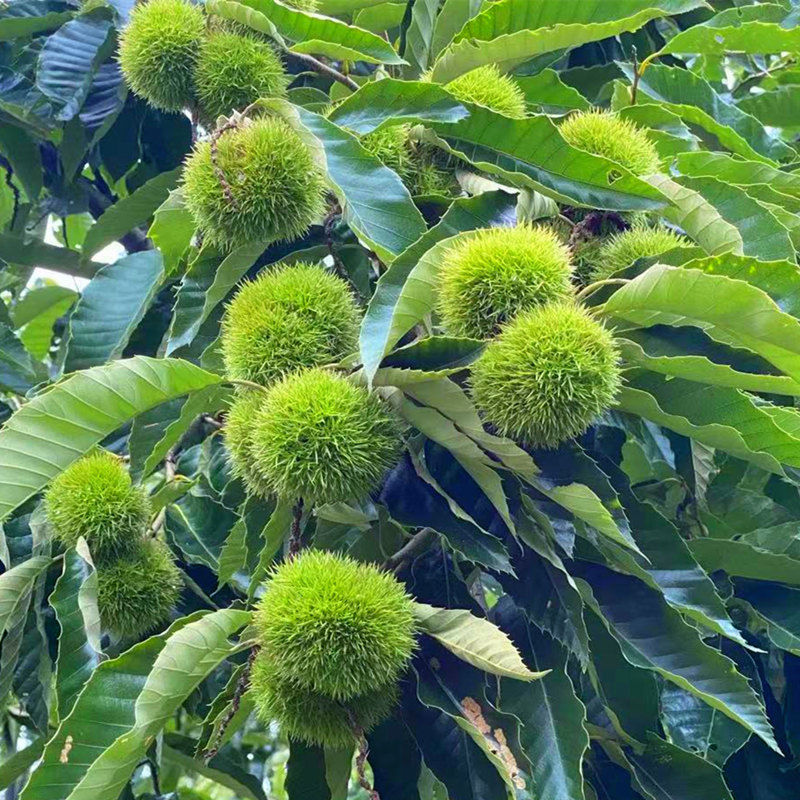 晨臻2022新货现摘嫩信阳油栗皮新鲜生板栗毛栗子花壳带刺毛球发货