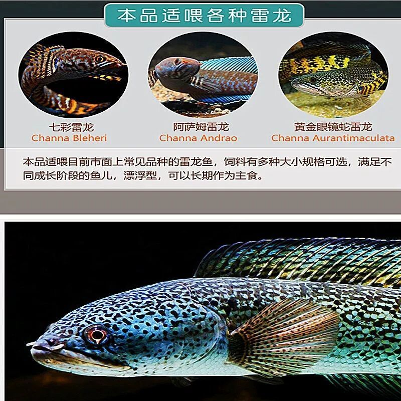 雷龙鱼饲料黄金眼镜蛇彩虹雷龙鱼食阿萨姆巴卡蓝宝石专