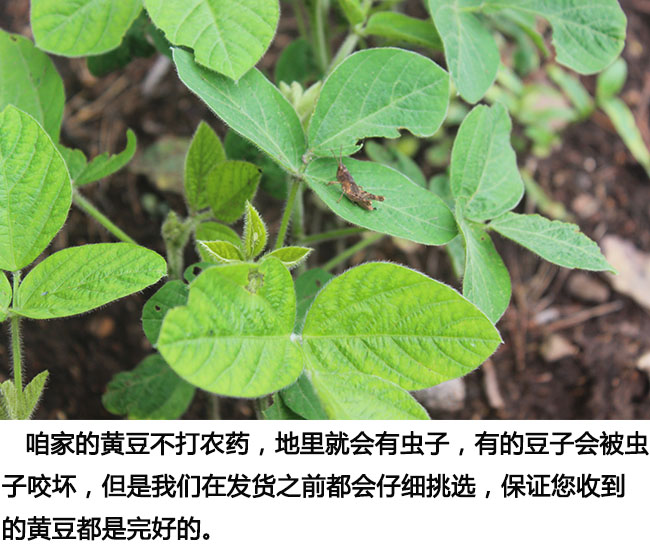 东北农家自种极小粒黄豆生豆芽纳豆专用出芽率98杂粮新货5斤