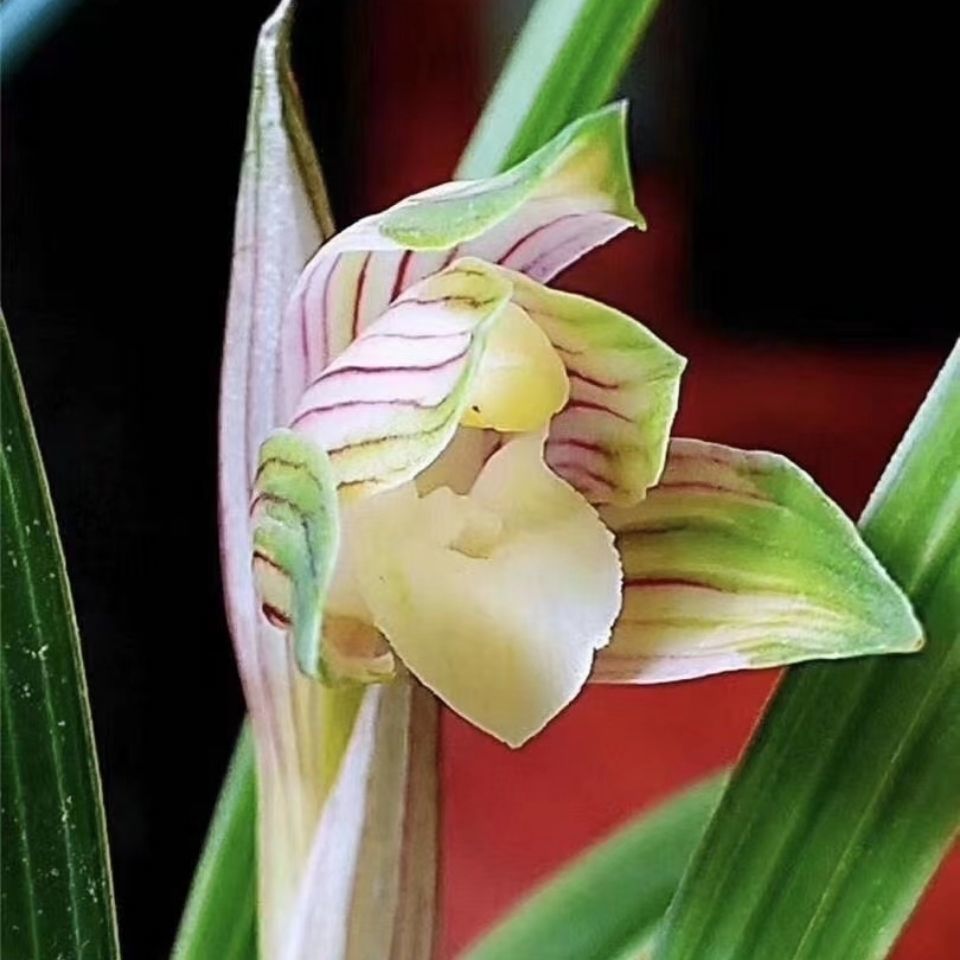 涞思芊*轻奢涞思芊新店开张带花苞出售春兰矮种铭品荷瓣浓香型室内外