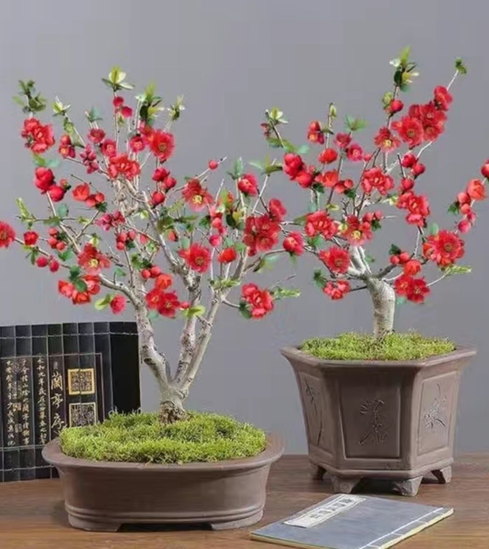 花卉盆栽海棠花盆栽四季海棠带花苞复瓣耐寒易活阳台庭院花卉绿植 垂