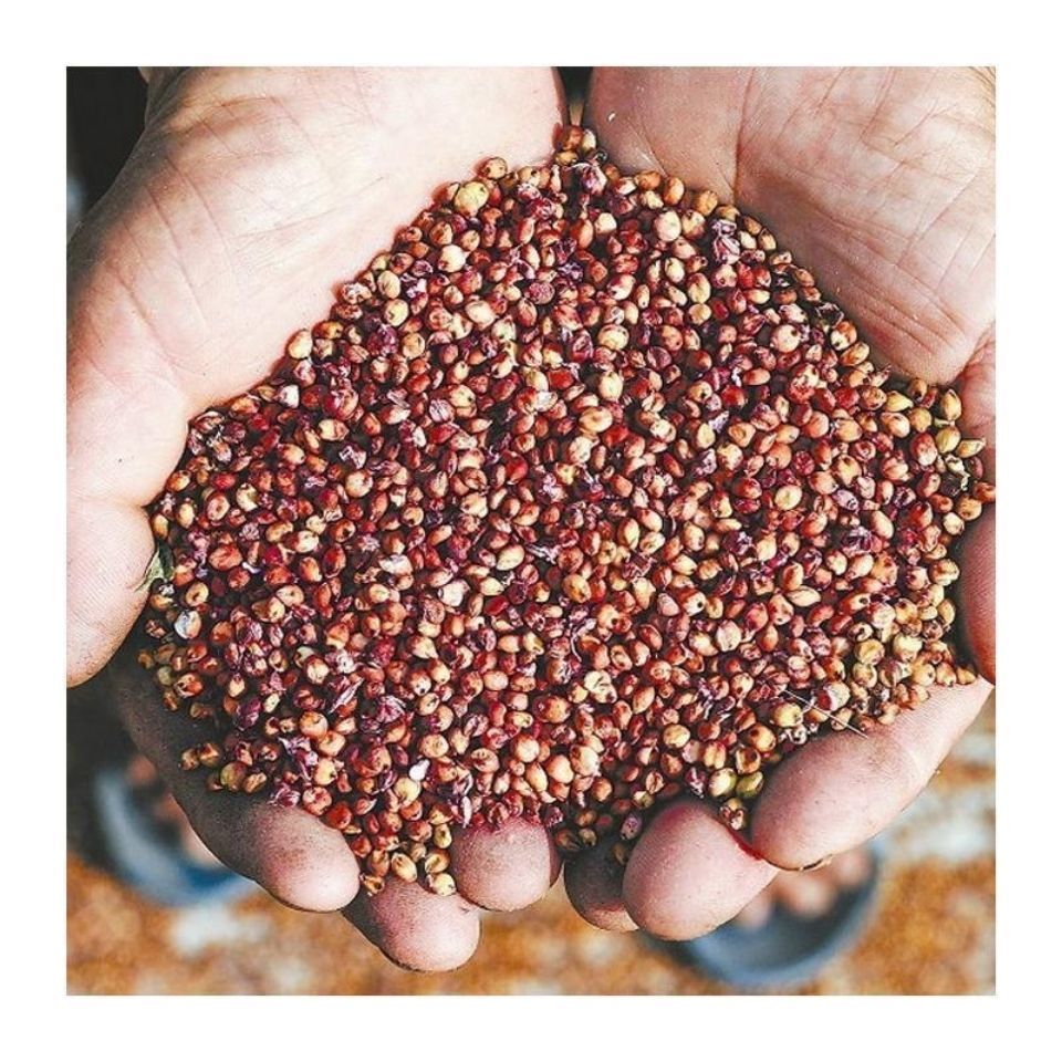 东北特产农家纯高粱面高粱粉5斤10斤散装 做馒头面条 高粱米面(5斤)