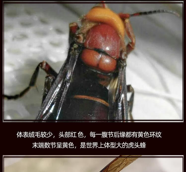 伟博地龙蜂活蜂现泡现发大红头蜂比金环大虎头蜂大马蜂胡蜂大黑蜂红娘