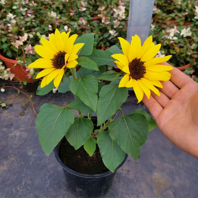 矮生向日葵盆栽花苗成品带花 光辉岁月庭院阳台花卉美观2盆 进口品种