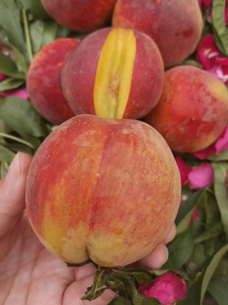 黄金蜜湖北枣阳桃子新鲜现货夏季水果脆甜锦绣黄桃软4斤