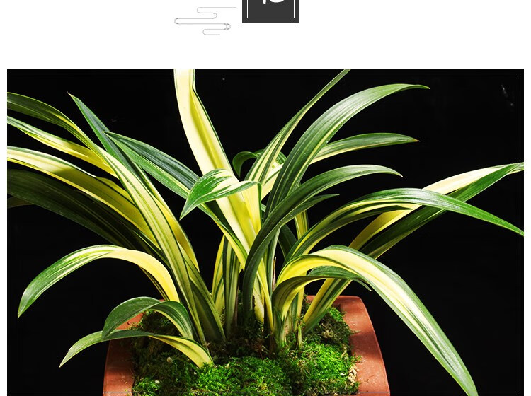 兰花苗墨兰矮种中透黄金达摩花卉绿植室内阳台好养盆栽 3苗连体1棵