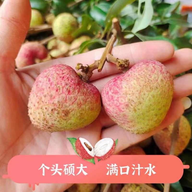 现货新鲜荔枝三月红荔枝妃子白糖应季水果酸甜3斤