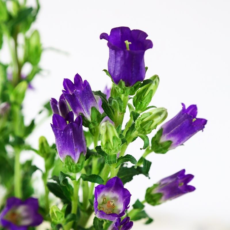 風鈴花鮮花水養高品質風鈴草鮮花居家辦公室水養插花雲南種植基地鮮花