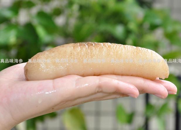 伟博光秃参澳洲海参野生海参秃参沙参进口淡干海参深海冷水参100克