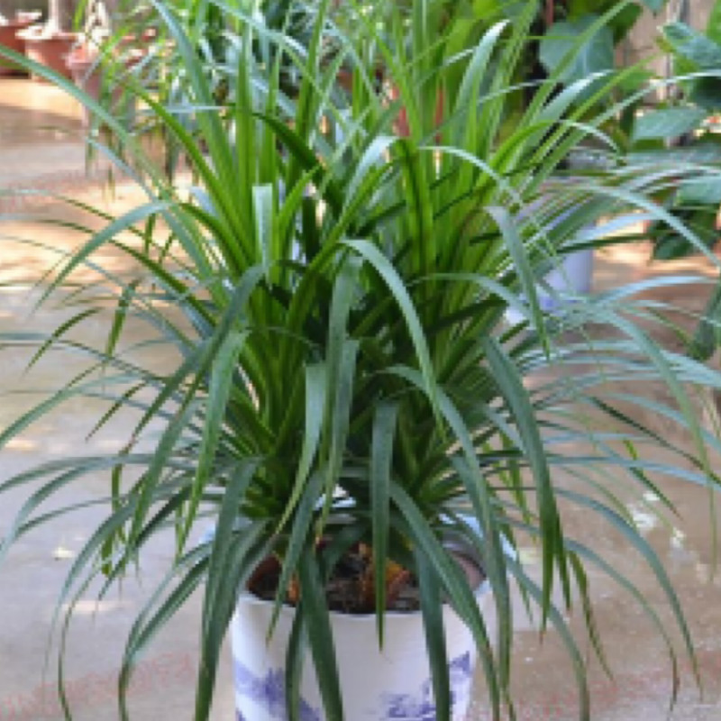 大血树 龙须树 龙铁树 多头龙血树 室内客厅大型盆栽 绿植盆景5 1盆3