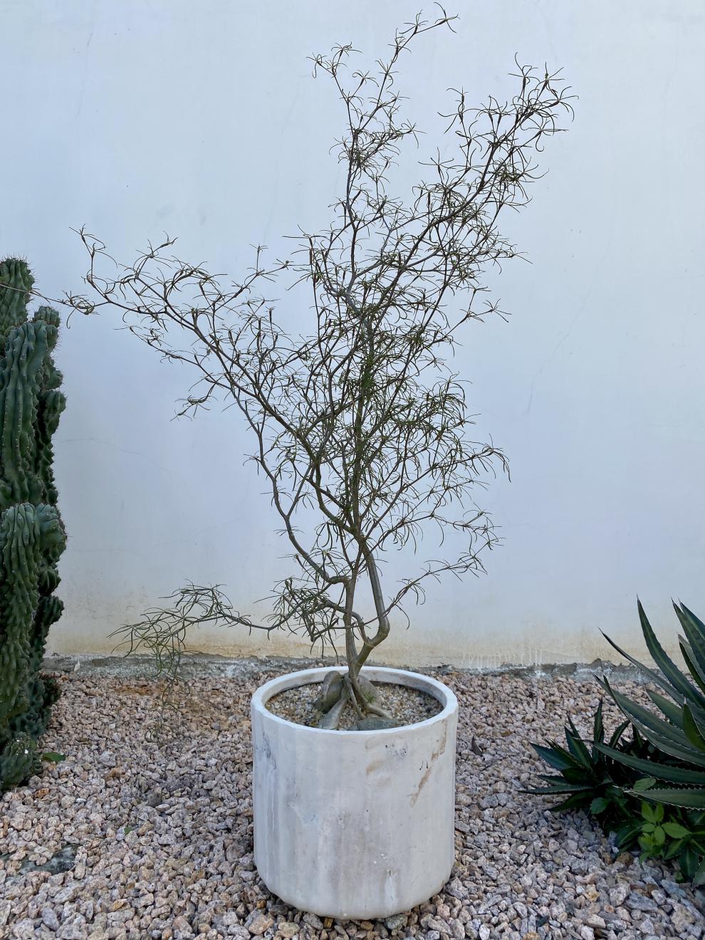 柳叶麒麟 大戟科 多肉块根植物 沙漠沙生植物 盆景花卉 柳叶麒麟100