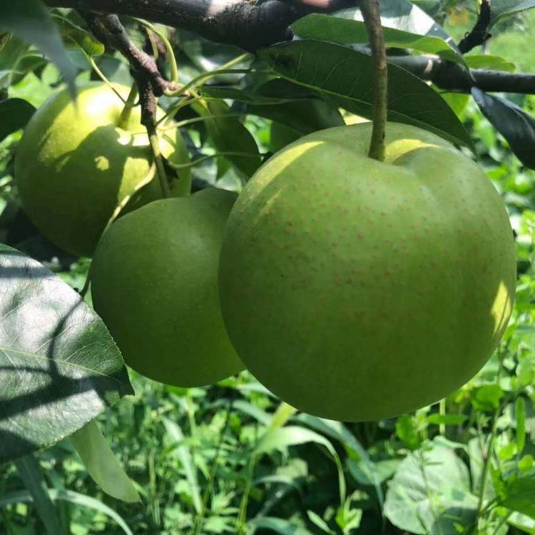 当季青梨子新鲜青酥梨现摘现发青皮梨酸甜可口青梨单果200g起 青酥梨5