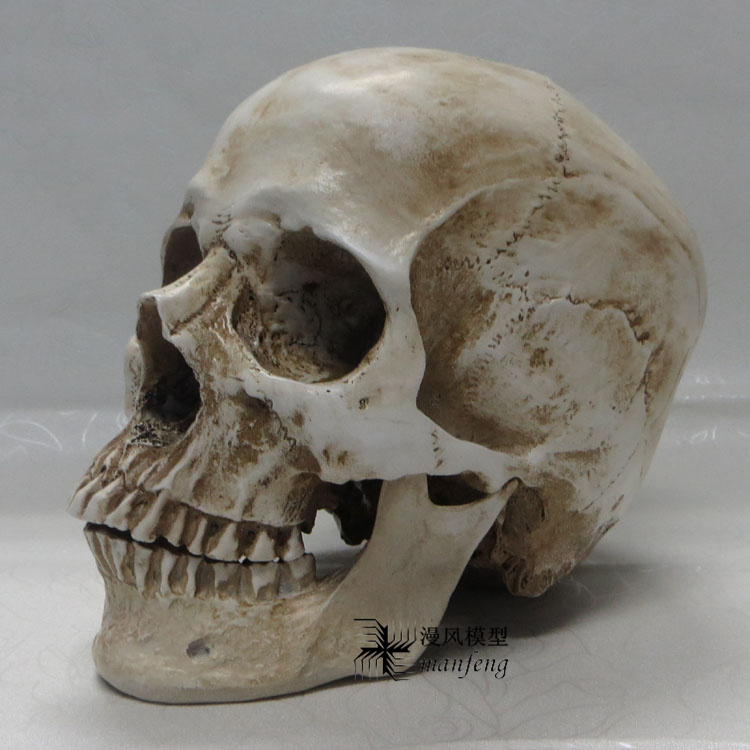 骷髅头模型艺用人体肌肉骨骼骷髅头骨绘画半胸像解剖头颅素描头盖骨