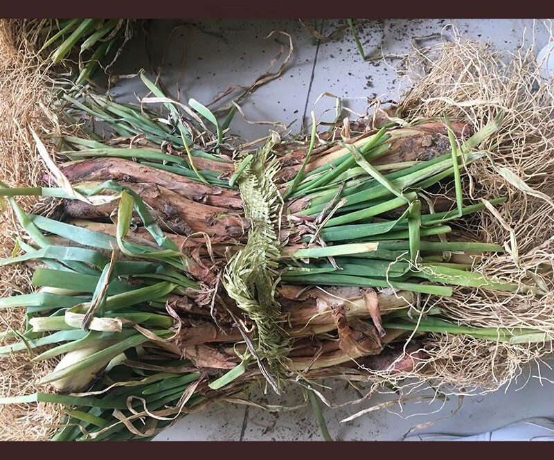 甘肃陇南新鲜红葱红头葱种产地大葱老葱根对葱红皮