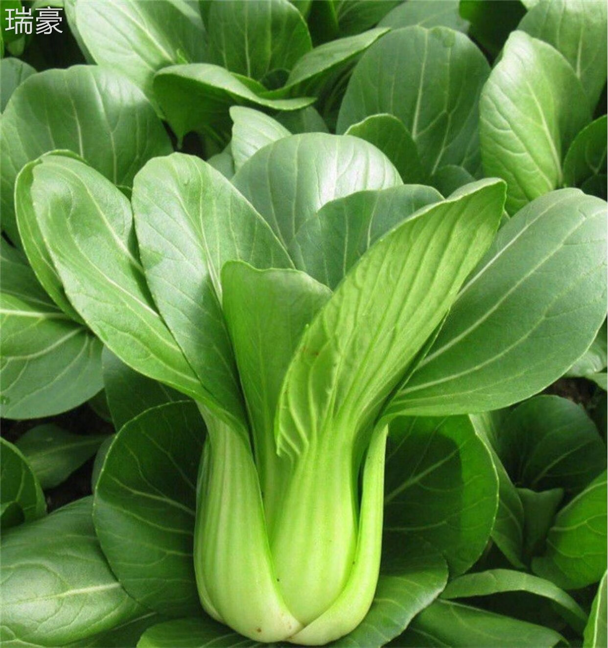 四川新鲜蔬菜小青菜现摘现发小白菜5斤农家自种油菜上海青 1000g