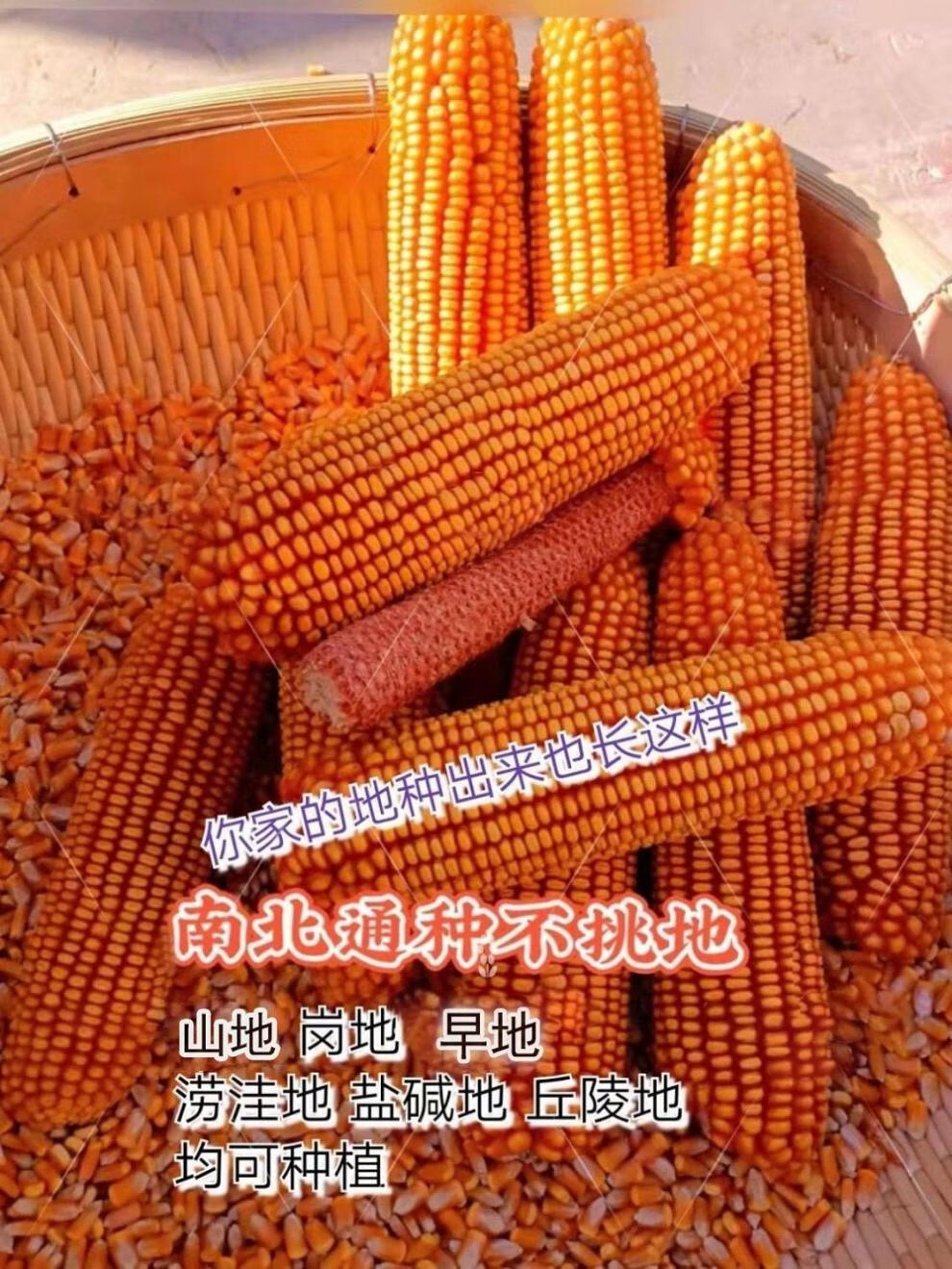 豫禾161双国审高产玉米巨无霸春夏播抗倒耐热谷种1斤挑战亩产2800斤量