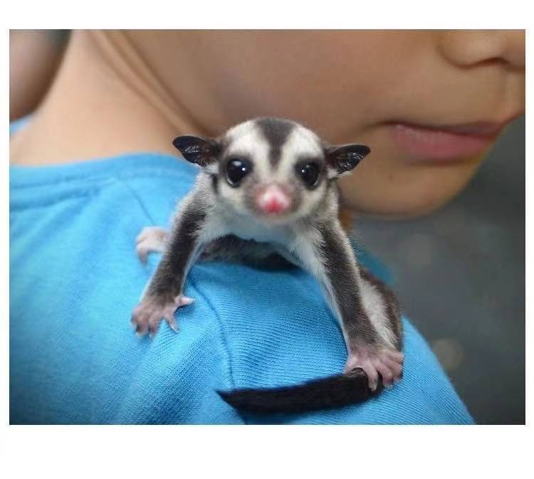 蜜袋鼯蜜袋活体幼崽蜜袋鼬口袋宠物小飞鼠好养活粘人粮食 蜜袋鼯亚成