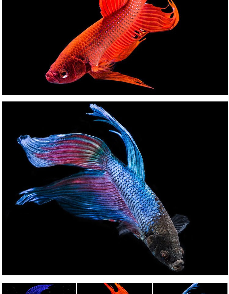 泰国斗鱼半月活鱼马尾活体将军狮王公母一对巨斗热带小型观赏金鱼