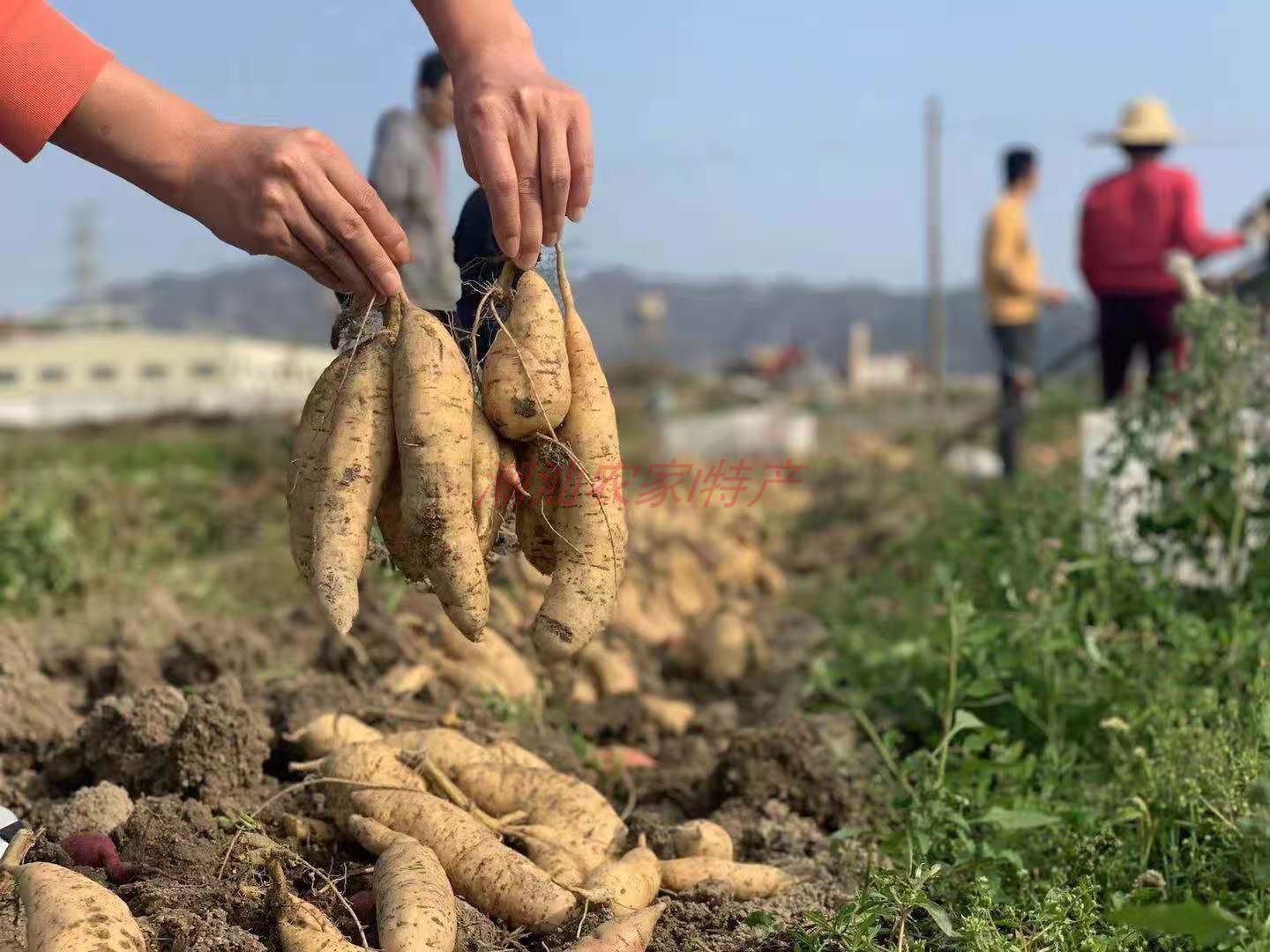 源外园潮州农家新鲜板栗薯白薯潮汕白皮黄心红薯广东白地瓜番薯5斤 3