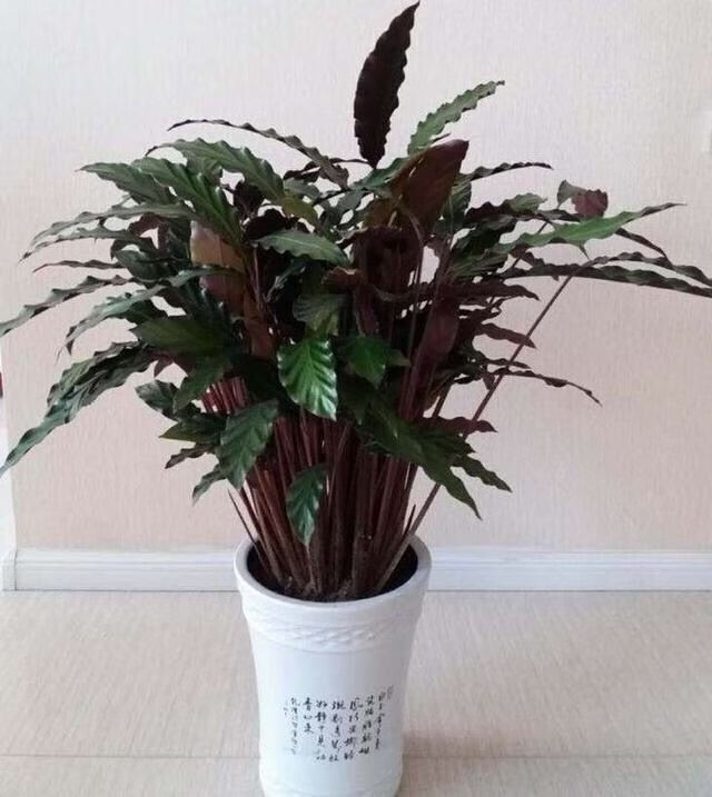 上新风紫背大波浪竹芋喜阴盆栽绿植花卉办公室客厅新品磐阙精品紫背